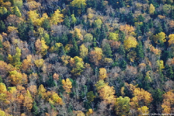 Drevo z českých a slovenských lesov